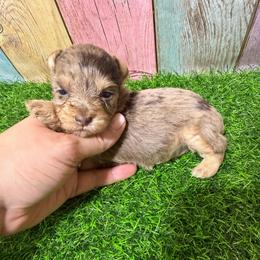 Hazel - Liver female Miniature Schnauzer puppy in Lufkin, Texas from C&K’s Schnauzer House