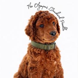 Merlot - Red  male Poodle puppy in Spring Hills, Florida from The Olympus Standard Poodle