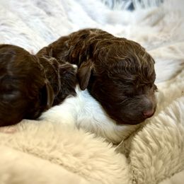 Lupo - Brown roan male Lagotto Romagnolo puppy in Chico, California from Anna’s Lagottos