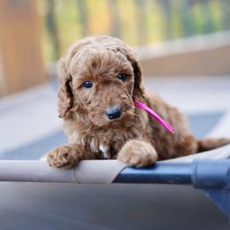 Pink collar - Red  female Goldendoodle puppy in Spokane, Washington from Doodle Love