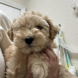 Girl 2 - Brown female Schnoodle puppy in Rancho Cordova, California from Snickerdoodle Doodles