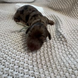 Cockapoo and Dachshund Puppies from Cochran's Cockapoo's