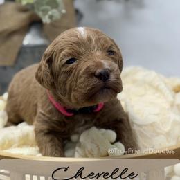 CHEVELLE- Hot pink collar - Red  female Goldendoodle puppy in Watertown, New York from True Friend Doodles