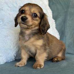 Skye AKC 3500 - Red female Dachshund puppy in Krum, Texas from Tired Chef Dachshunds