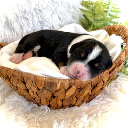 Trooper - Tri-color male Bernedoodle puppy in Bremen, Indiana from Farmland Doodles