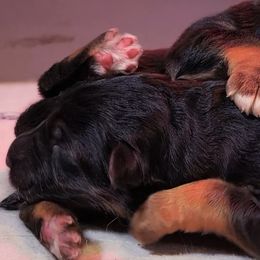 Boy 3 - male German Shepherd puppy in Charlotte, North Carolina from Zuflucht K9s