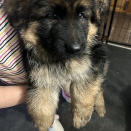 John John - Black and red male German Shepherd puppy in Geauga County, Ohio from Lux GSD
