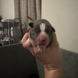 Pop (Orange) - White and blue male Border Collie puppy in Lodi, California from R3 Sport Dogs (Rafter 3 Ranch)