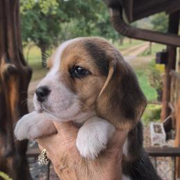 Tillie May - Black tan and white female Beagle puppy in Jerome, Missouri from Beam's Beagles