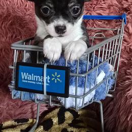 Stasi - Black and white female Chihuahua puppy in Amity, Pennsylvania from Baxters Chihuahuas
