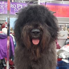 Bouvier des Flandres from Jerrie Thomen