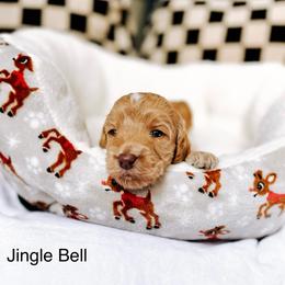 Jingle Bell - Apricot female Goldendoodle puppy in Lakeland, Florida from Rolling Oak Doodles