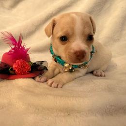 Raven - Cream female Chihuahua puppy in Seneca, Missouri from Stephanie’s Puppy Colony