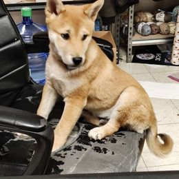 Lufy - Shiba Inu