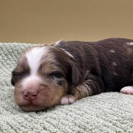 Rocky Road (Rocky) - Merle male Bernedoodle puppy in Hendersonville, North Carolina from Kim's Cove