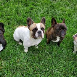 French Bulldogs from JoyBull Frenchies