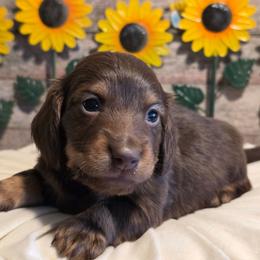 Boy 2 - Chocolate and tan male Dachshund puppy in Romney, Indiana from Brown's Valley Dachshunds
