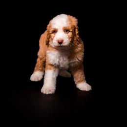 GLOCK - Red male Bernedoodle puppy in Corpus Christi, Texas from The Henke Doodles