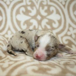 Lucky - Red merle male Toy Australian Shepherd puppy in Licking, Missouri from Burnett Aussies