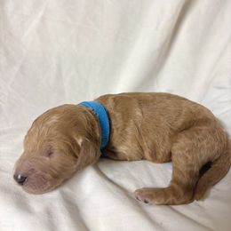 Scooby-doo - Apricot male Labradoodle puppy in Watertown, Tennessee from PawfectBud