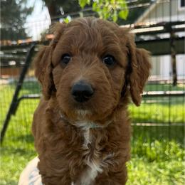 Percy - Red  male Goldendoodle puppy in Golden, Colorado from Golden Mesa Doodles