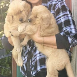 Golden Retrievers from Jen's Golden Retrievers