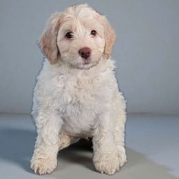 Toby - Caramel cream male Australian Labradoodle puppy in Glenford, Ohio from Mi-De Doodles
