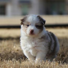 Alta - Red merle female Australian Shepherd puppy in Weatherford, Texas from Ridgestar Aussies