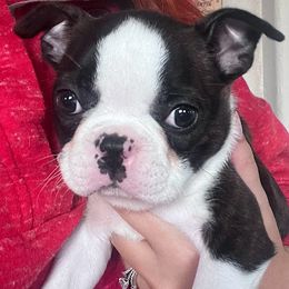 Boston Terrier Puppies from Bethelbreeders