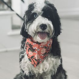 Winnie - Goldendoodle