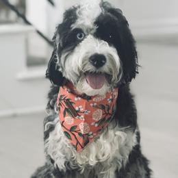 Winnie - Goldendoodle