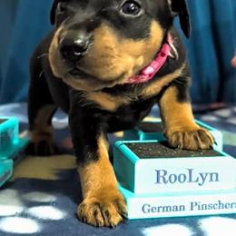 AKC Black tan female. - Black female German Pinscher puppy in Chatham, Virginia from WMHK9/Roolyn German Pinschers