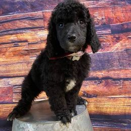 Aussiedoodles, Australian Shepherds, Miniature Australian Shepherds, and Poodles from Distinguished Doodles and More