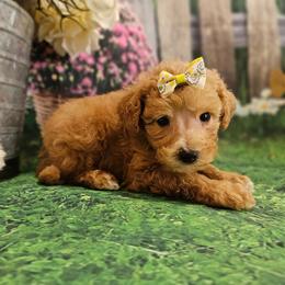Heidi - Apricot female Poodle puppy in Lebanon, Missouri from Leerose Puppies