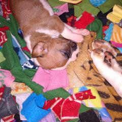 Boxer Puppies from Classic Boxers