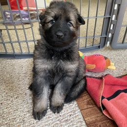 German Shepherd Puppies from Von Fleckenstein