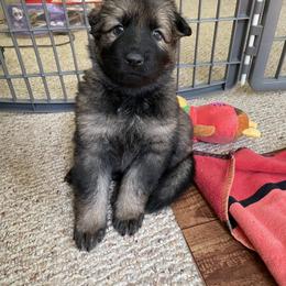 German Shepherd Puppies from Von Fleckenstein