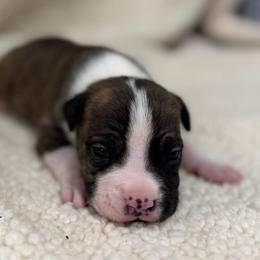 Boy 5 - Red brindle male American Pit Bull Terrier puppy in Nine Mile Falls, Washington from Bartin Kennels