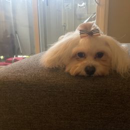 Sofia - Shihpoo