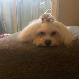 Sofia - Shihpoo