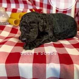 Manicotti - Yellow Boy - Black male Goldendoodle puppy in Harrisburg, Oregon from Dolly’s Doods