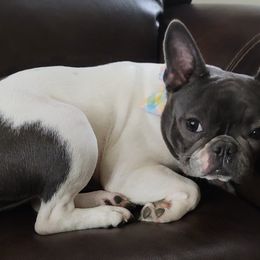 Nala - French Bulldog