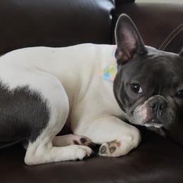 Nala - French Bulldog