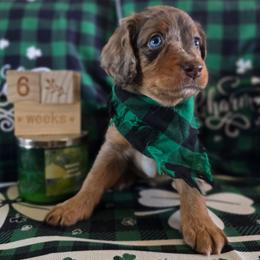 Ivy - Red merle female Aussiedoodle puppy in Prescott Valley, Arizona from Ramirez Family Doodles