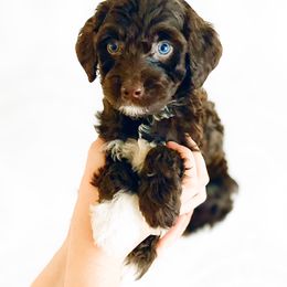 Boy 2 - Aussiedoodle puppy in Davidson, North Carolina from PLUM PUPS