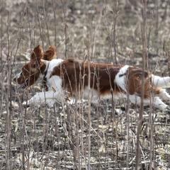 Welsh Springer Spaniels from Welshwood Welsh Springer Spaniels