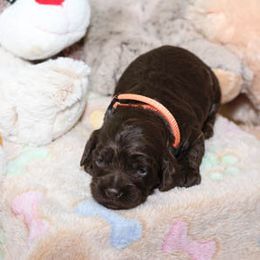 Cockapoo Puppies from JP Cockapoos LLC