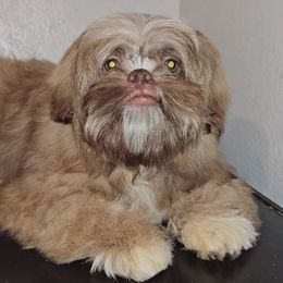 Shih Tzu Puppies from Shantii's Shih Tzu's