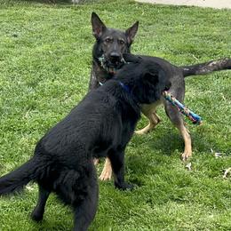 German Shepherds from B1 Kennels