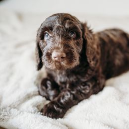 Apollo - Chocolate male Labradoodle puppy in Orange, Virginia from Hillcrest Labradoodles